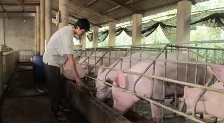 養(yǎng)殖場臭味難治理？潔匠凈化幫您輕松解決！.jpg