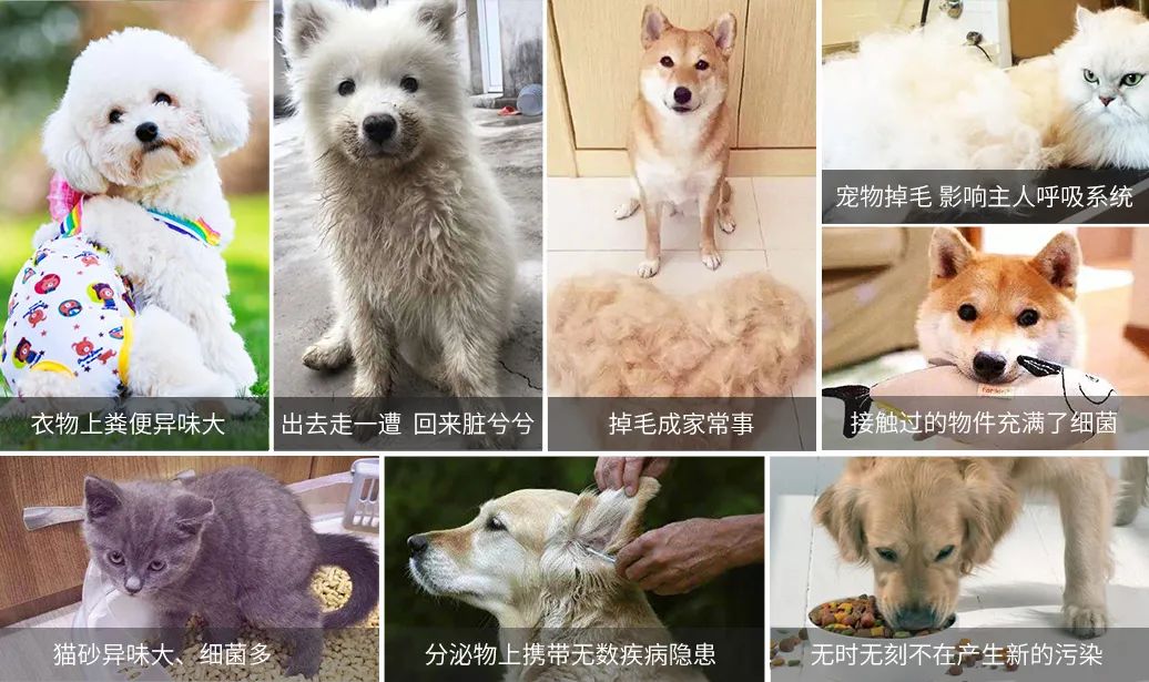 寵物氣味彌漫整個屋子，潔匠凈化教您如何除味.jpg